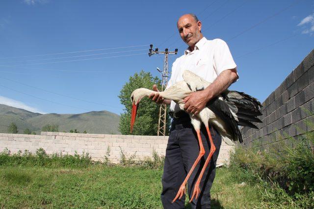 Muhtar, arazide bitkin bulduğu leyleği evinde besliyor