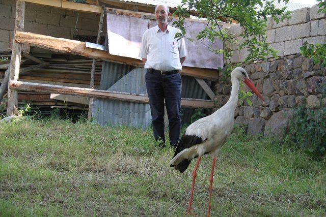 Muhtar, arazide bitkin bulduğu leyleği evinde besliyor