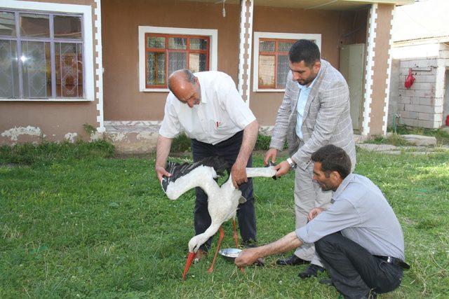 Muhtar, arazide bitkin bulduğu leyleği evinde besliyor