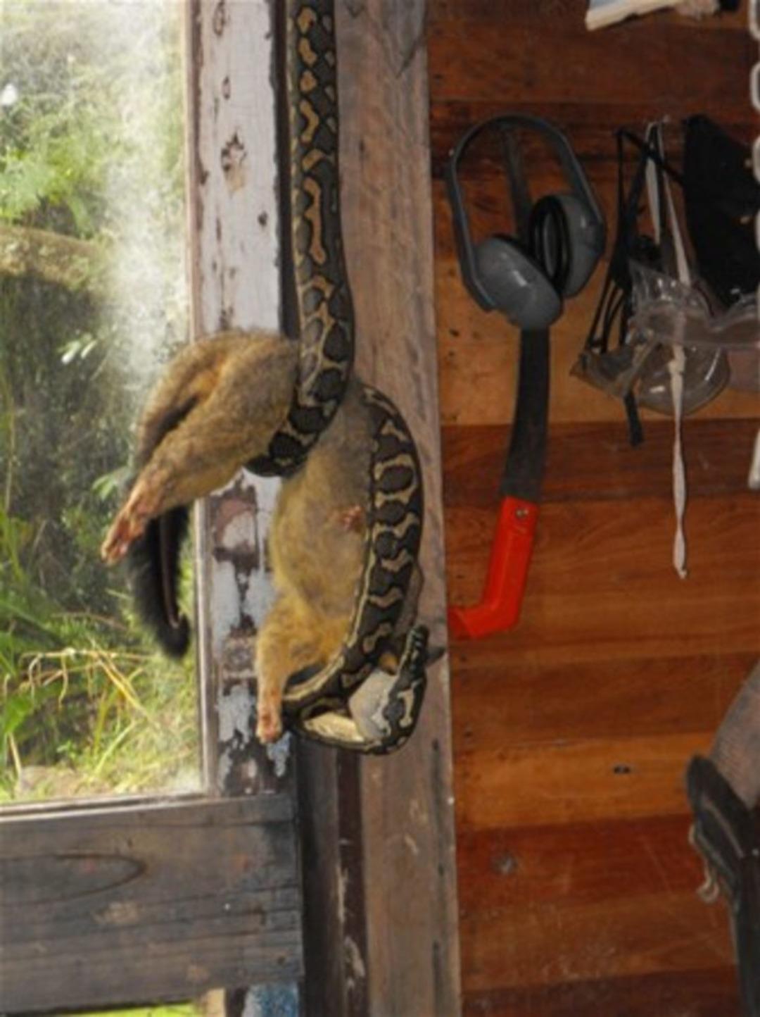 Pitonun inanılmaz avı 