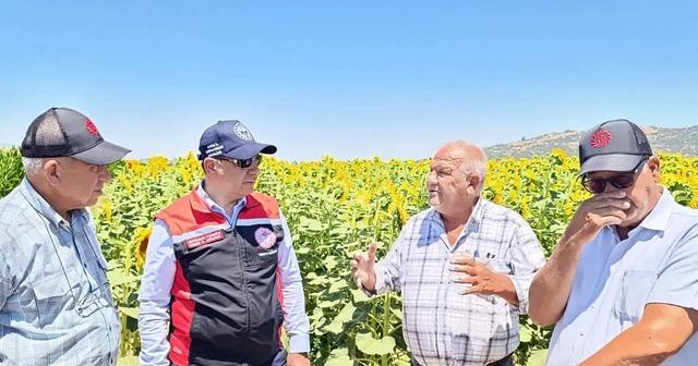 Söke, Aydın’daki ayçiçeği üretiminin yüzde 72’sini karşılıyor 1