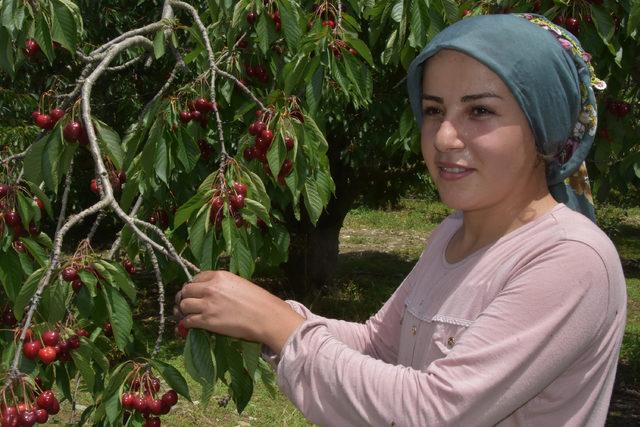 D&uuml;nya pazarında yarışan kirazın kalitesinin sırrı, Akşehir G&ouml;l&uuml;&nbsp; 4