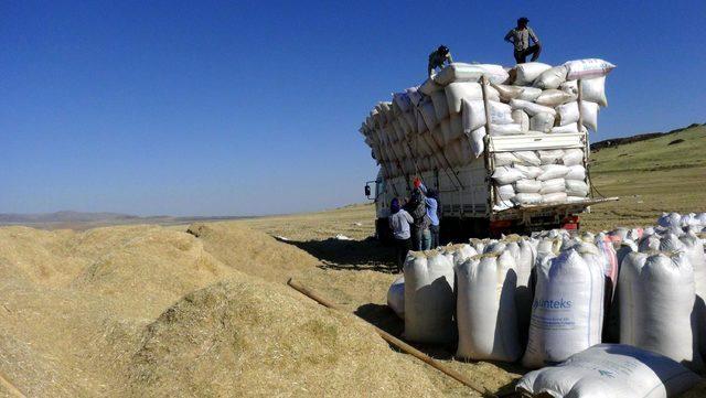 Samanın fiyatı, geçen yıla oranla yüzde 100 arttı