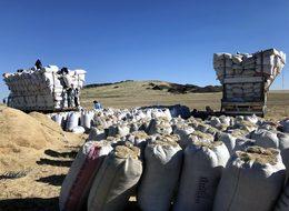 Samanın fiyatı, geçen yıla oranla yüzde 100 arttı