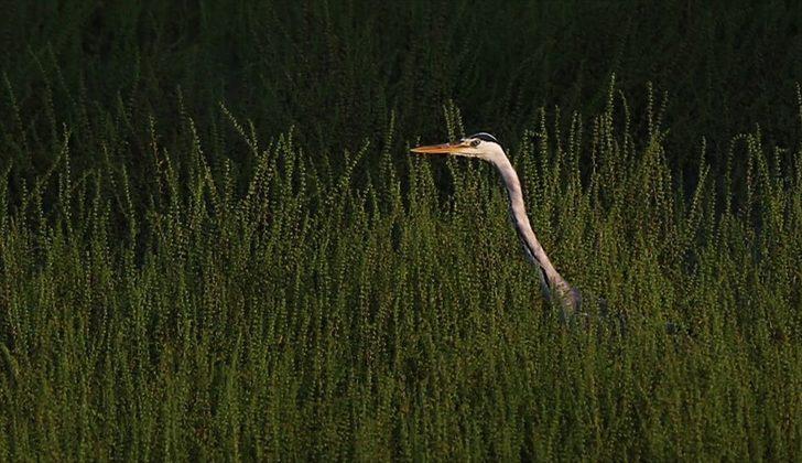 Fotoğraf avcıları Nallıhan’da buluştu  G5