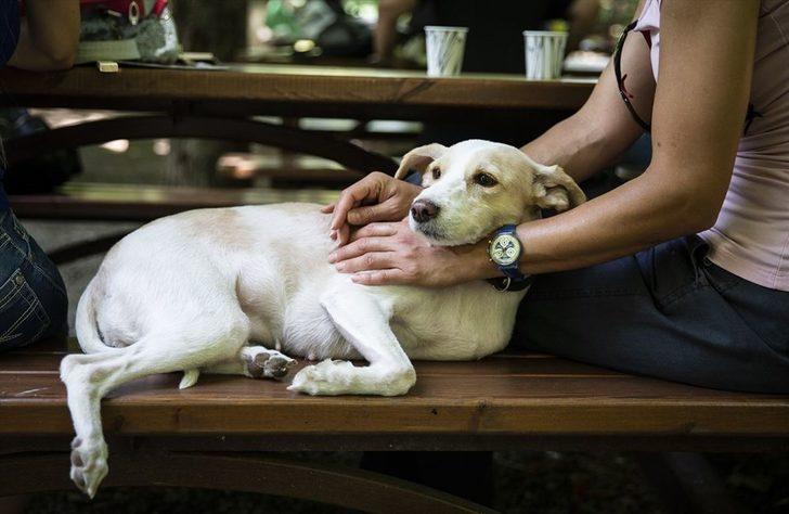 Hayvanlara yönelik şiddet protesto edildi  G2