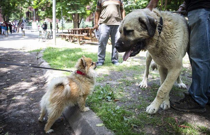 Hayvanlara yönelik şiddet protesto edildi  G3