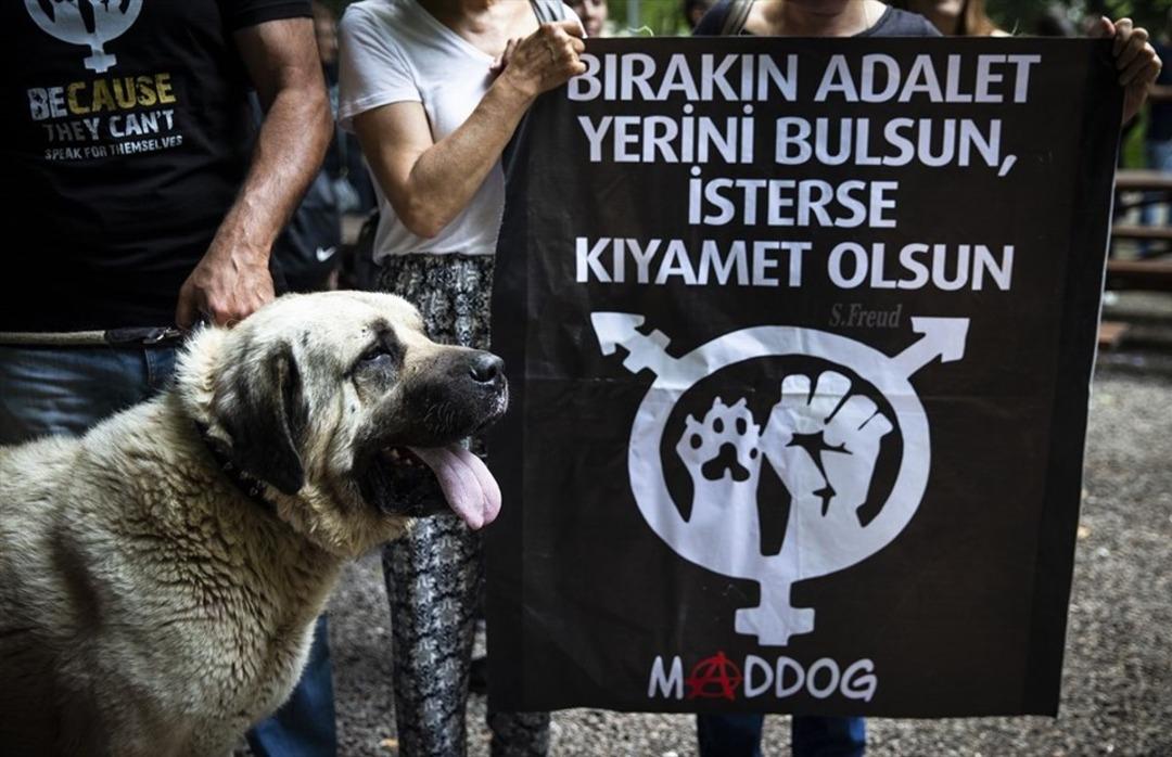 Hayvanlara y&ouml;nelik şiddet protesto edildi 