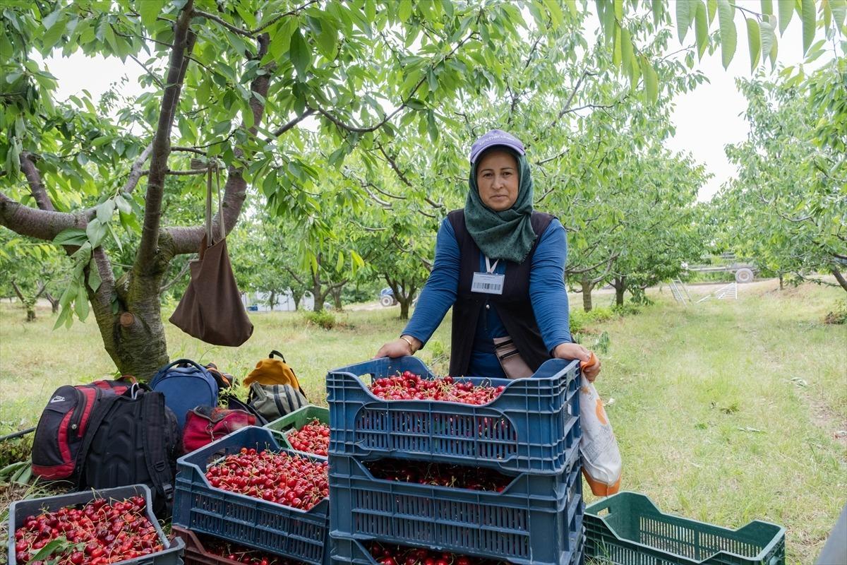 Tarla sınırlarını kaldırdılar: Hem kira alıyorlar hem çalışıyorlar 2