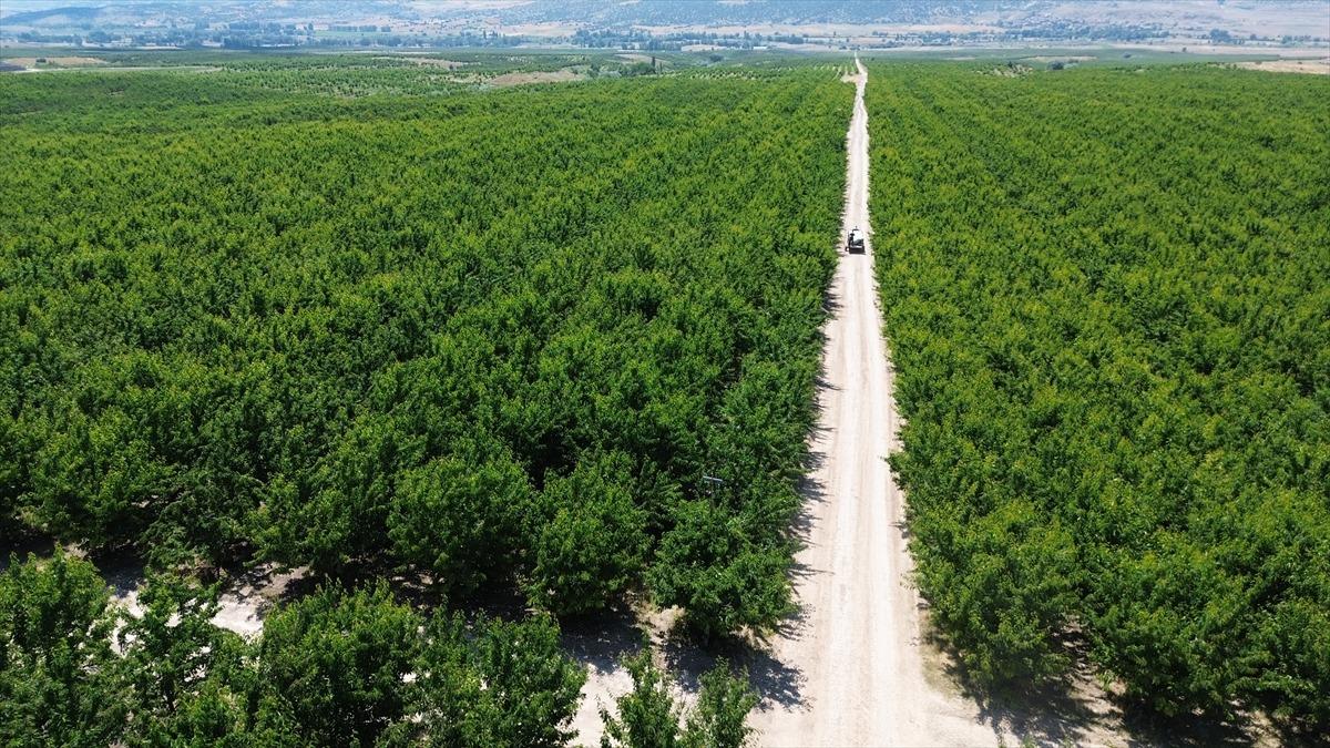 Tarla sınırlarını kaldırdılar: Hem kira alıyorlar hem çalışıyorlar 4