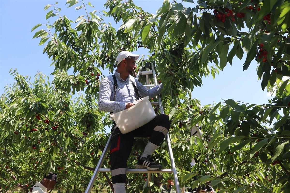 Tarla sınırlarını kaldırdılar: Hem kira alıyorlar hem çalışıyorlar 7