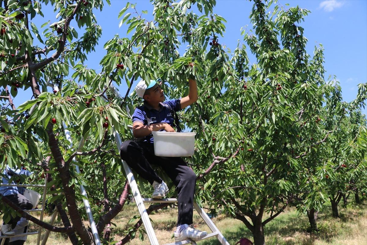Tarla sınırlarını kaldırdılar: Hem kira alıyorlar hem çalışıyorlar 8