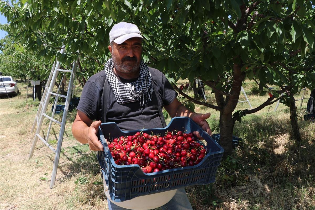 Tarla sınırlarını kaldırdılar: Hem kira alıyorlar hem çalışıyorlar 11
