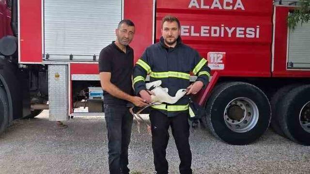Yuvasında mahsur kalan leyleği itfaiye kurtardı