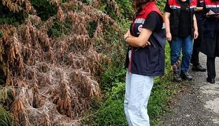 Rize&rsquo;de tarım alanlarını istila eden Amerikan Beyaz Kelebeği i&ccedil;in m&uuml;cadele başladı