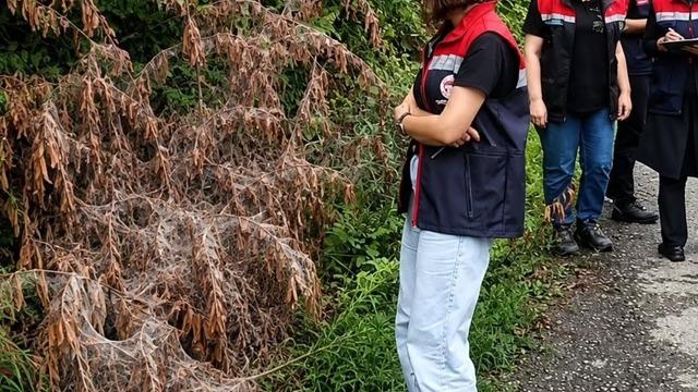 Rize’de tarım alanlarını istila eden Amerikan Beyaz Kelebeği için mücadele başladı