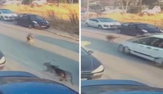 Silivri'de aracıyla sokak k&ouml;peğine &ccedil;arpıp &ouml;l&uuml;m&uuml;ne neden olan s&uuml;r&uuml;c&uuml; tutuklandı
