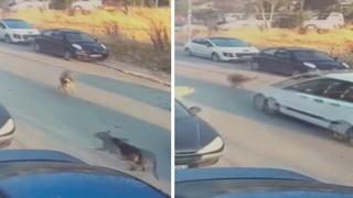 Silivri'de aracıyla sokak köpeğine çarpıp ölümüne neden olan sürücü tutuklandı