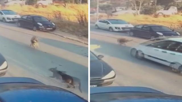 Silivri'de aracıyla sokak köpeğine çarpıp ölümüne neden olan sürücü tutuklandı