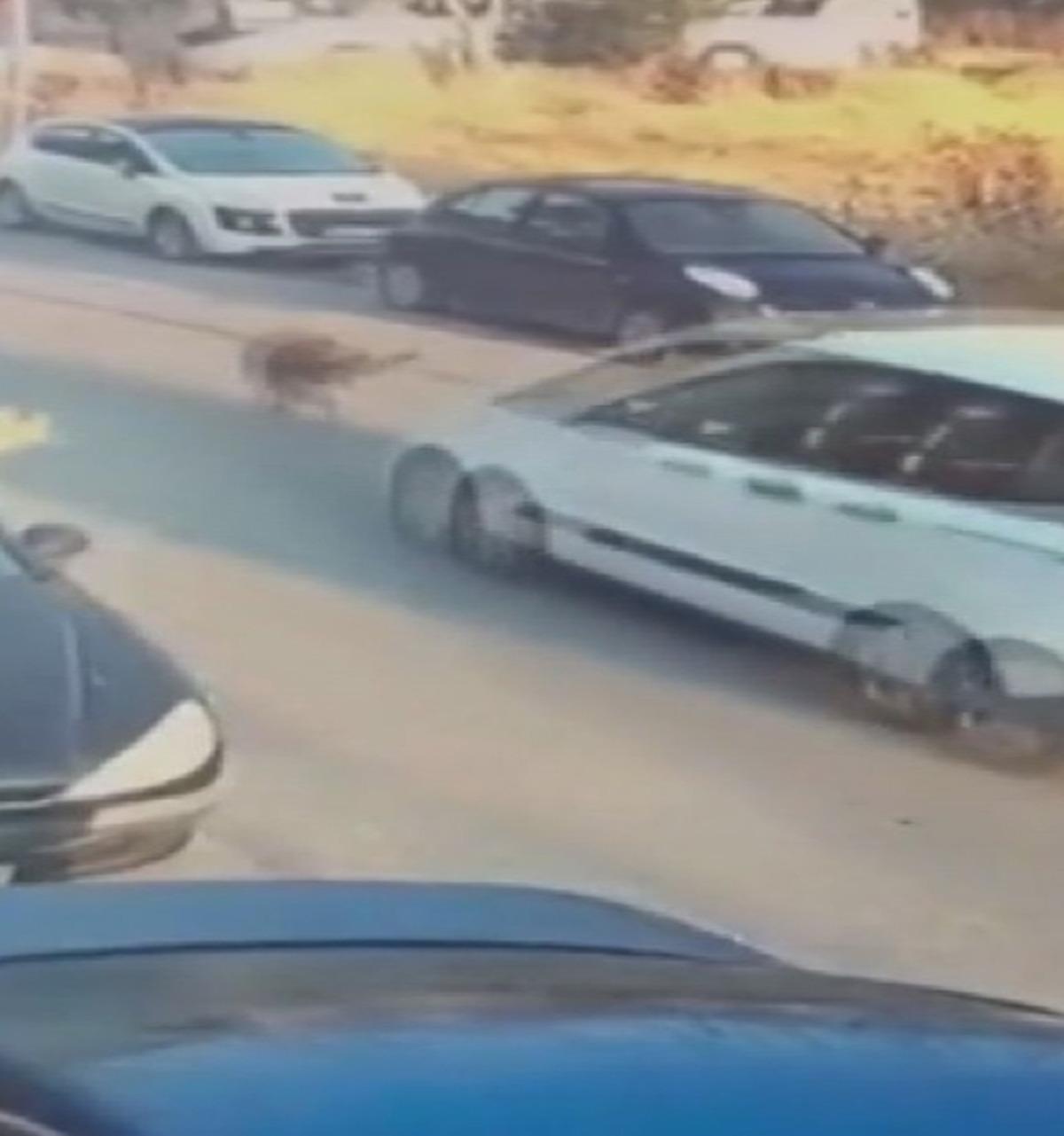 Silivri de aracıyla sokak köpeğine çarpıp ölümüne neden olan sürücü tutuklandı 1