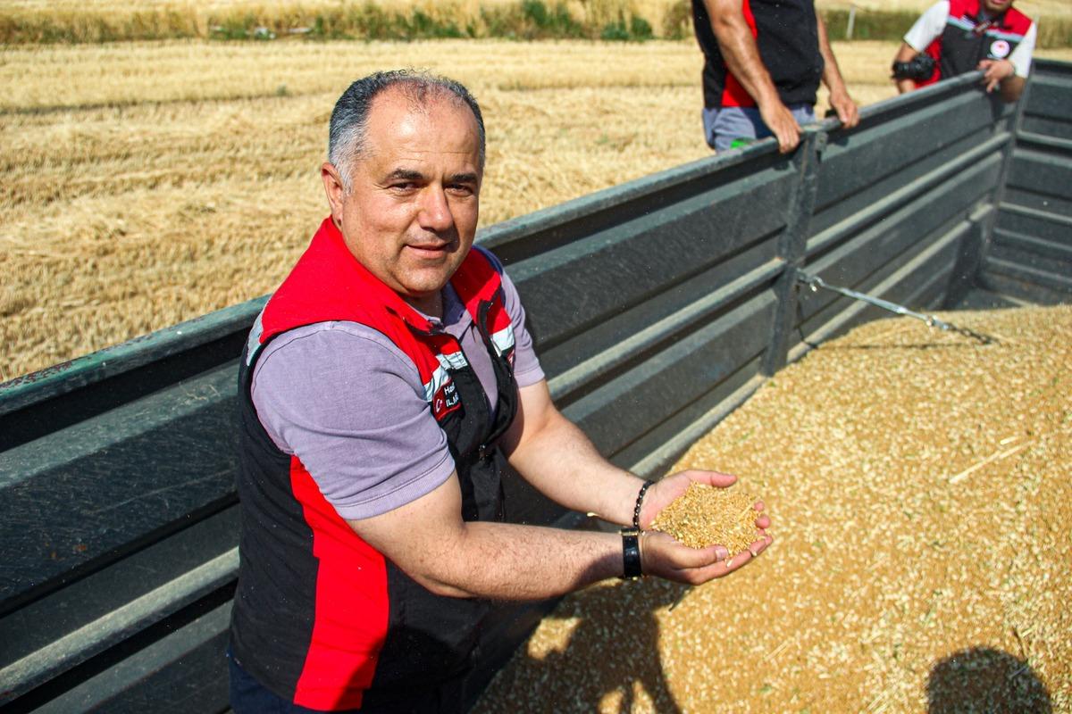 Yerli ve milli kirve nin ilk hasadı yapıldı, çiftçiye umut oldu 2