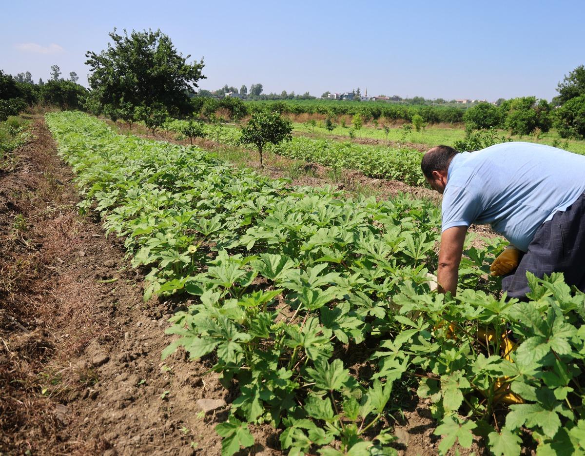 Gün doğmadan tarladan topluyorlar! Kilosu 150 TL, eklem ağrıları için tercih ediliyor 2