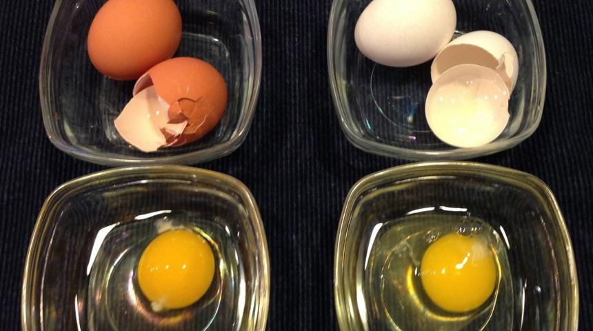 Beyaz ve kahverengi yumurta arasındaki bu farkı biliyor musunuz?