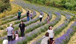 Erzincan'daki lavanta bah&ccedil;esi ziyaret&ccedil;ilerin ilgi odağı oldu