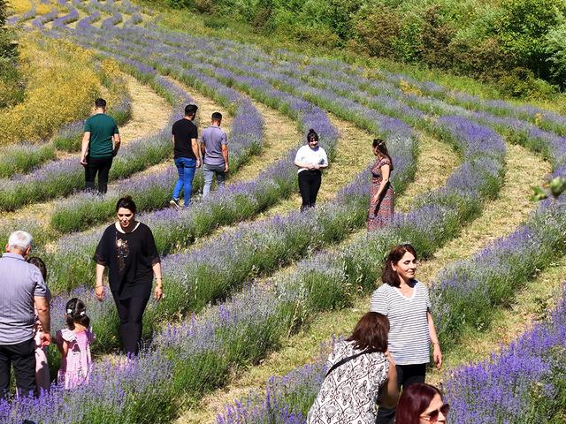 Erzincan'daki lavanta bah&ccedil;esi ziyaret&ccedil;ilerin ilgi odağı oldu