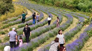 Erzincan'daki lavanta bahçesi ziyaretçilerin ilgi odağı oldu