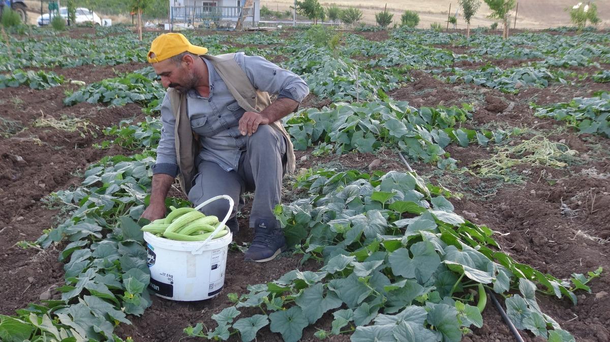 Avrupa dan bile sipariş yağıyor! Bostanlarda "trözi" mesaisi 1