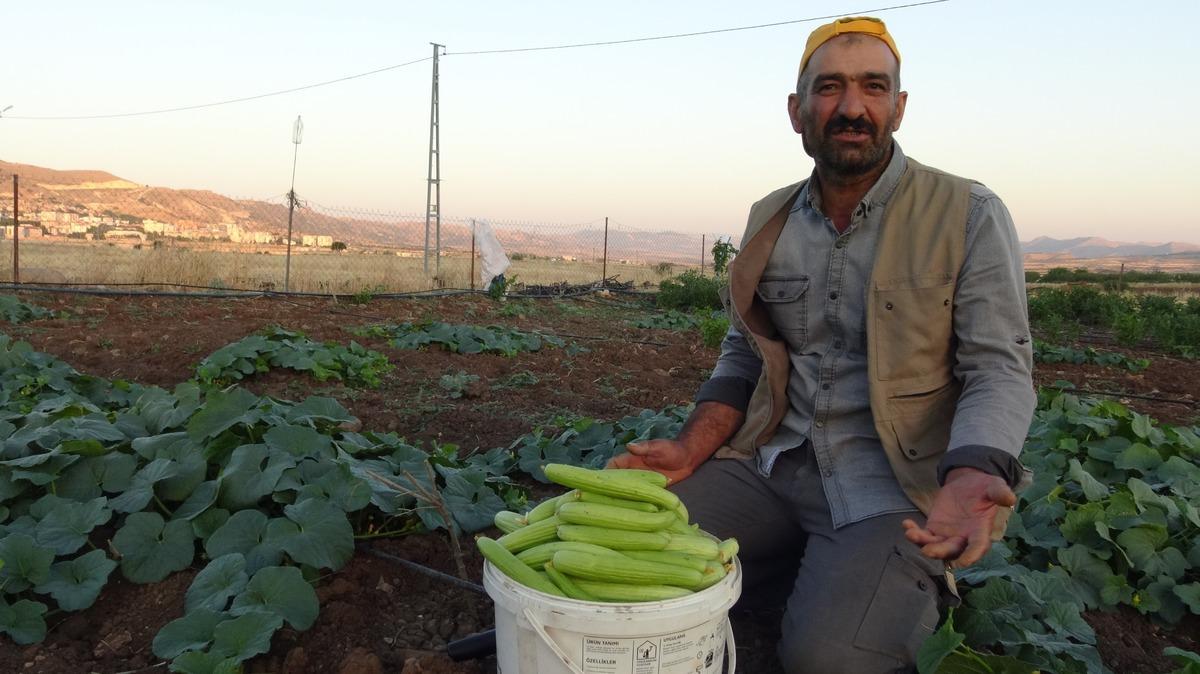 Avrupa dan bile sipariş yağıyor! Bostanlarda "trözi" mesaisi 2