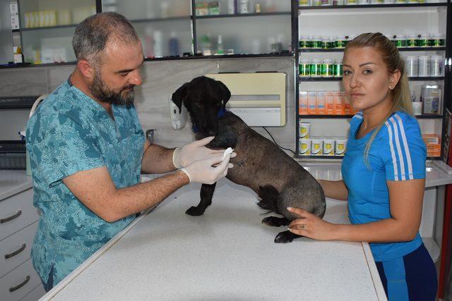 'Veterinerin yanlış tedavisi, köpeğin bacağına mal oldu' iddiası