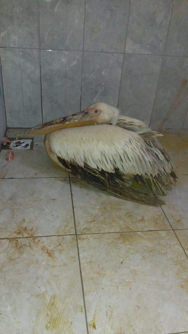 Yaralı pelikan tedaviye alındı