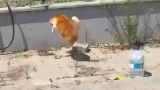 Son dakika: Kedi ile yılanın kavgası kamerada