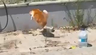 Kedi ile yılanın kavgası kamerada
