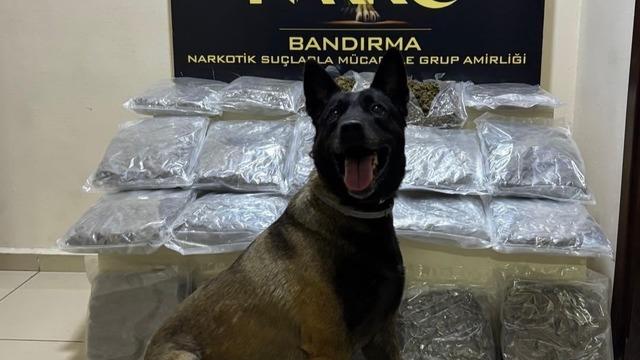 Bandırma’da gübre torbalarının altına gizlenen 11,2 kilo skunk ele geçirildi
