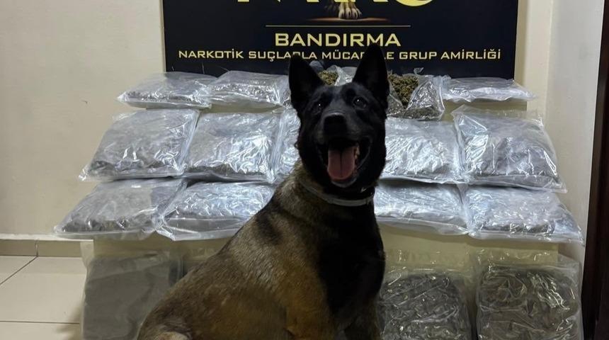 Bandırma&rsquo;da g&uuml;bre torbalarının altına gizlenen 11,2 kilo skunk ele ge&ccedil;irildi