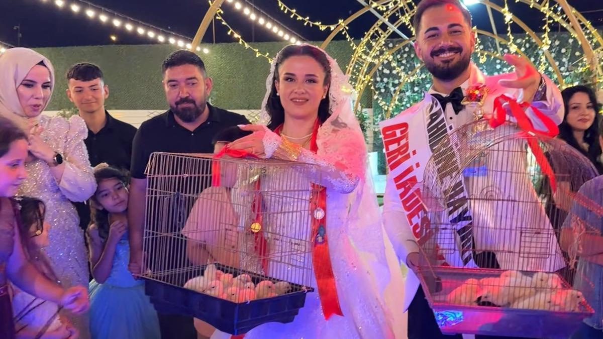 Evlenen çırağına altın yerine civciv hediye etti