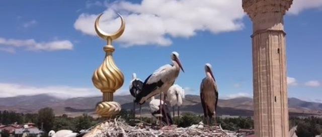Yavru leylek için ekipler harekete geçti 2