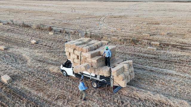 Yazın en kazançlı işlerinden biri! Günlük gelir 7 bin liraya ulaştı