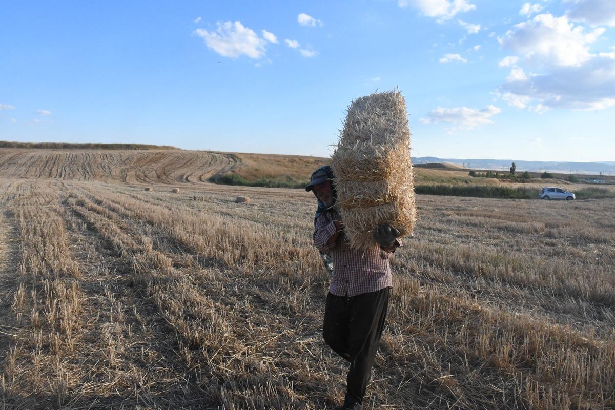 Yazın en kazançlı işlerinden biri! Günlük gelir 7 bin liraya ulaştı 2