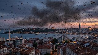 Türkiye'ye sürü halinde geliyorlar! İstanbul'dan sonra o ili de sardılar