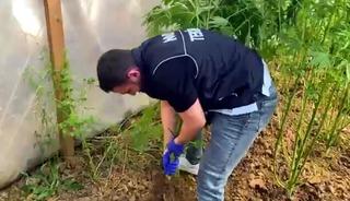 Bağ evinde Hint keneviri yetiştiren ş&uuml;pheli tutuklandı