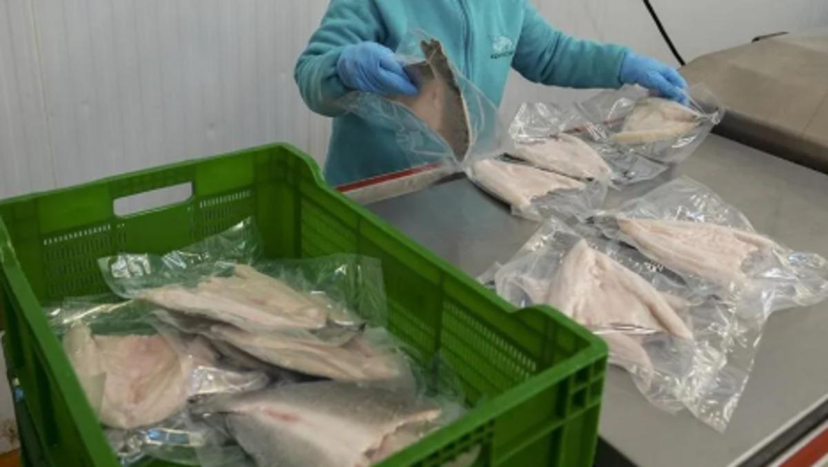 Su ürünleri ihracatı ilk yarıda 1,9 milyar dolara ulaştı 2