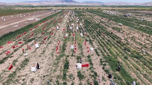 Pazarda gören şaşkına dönüyor: Fiyatı bir yılda 10 kat arttı