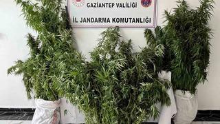 Gaziantep’te 215 kök kenevir ele geçirildi: 1 gözaltı
