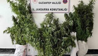 Gaziantep&rsquo;te 215 k&ouml;k kenevir ele ge&ccedil;irildi: 1 g&ouml;zaltı