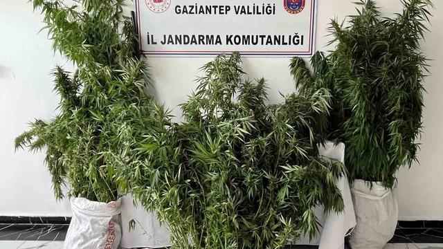Gaziantep’te 215 kök kenevir ele geçirildi: 1 gözaltı