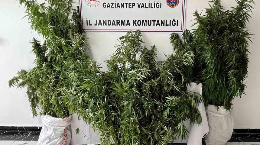 Gaziantep&rsquo;te 215 k&ouml;k kenevir ele ge&ccedil;irildi: 1 g&ouml;zaltı